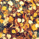 Illustration for article titled Shooting Challenge Fall Leaves Gallery 8